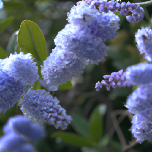 Ceanothus o lilla della california: tutto quello che devi sapere 1 Ceanothus o lilla della california: tutto quello che devi sapere