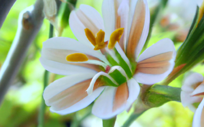 Lewisia cotyledon: tutto quello che devi sapere