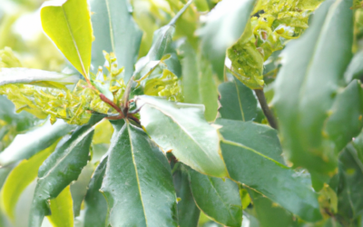 Mahonia: tutto quello che devi sapere