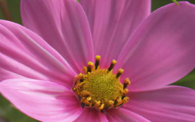 Cosmea: tutto quello che devi sapere