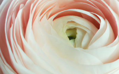 Fiori rosa più belli: Elenco completo 2024