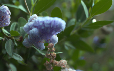 Ceanothus o lilla della california: tutto quello che devi sapere
