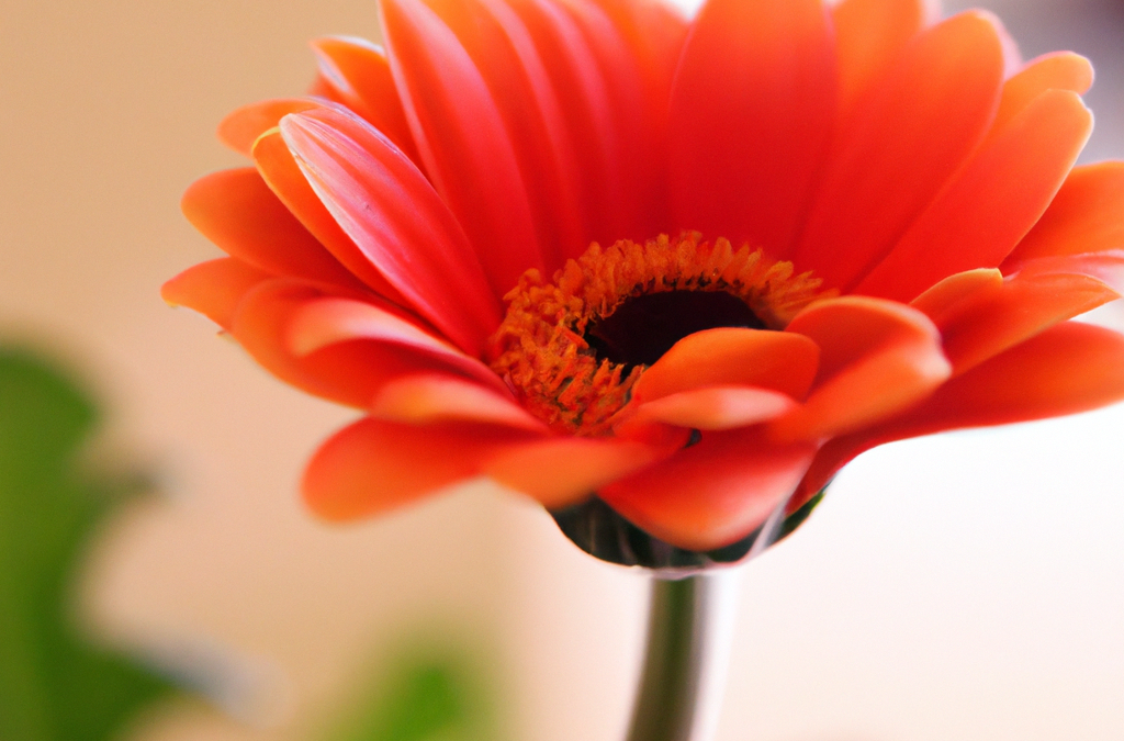 Gerbera fiori: tutto quello che devi sapere nel 2025