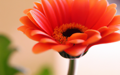 Gerbera fiori: tutto quello che devi sapere nel 2025