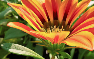 Gazania: cura e coltivazione