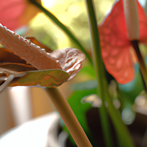 Anthurium: Come curarlo coltivarlo 1 Anthurium: Come curarlo coltivarlo
