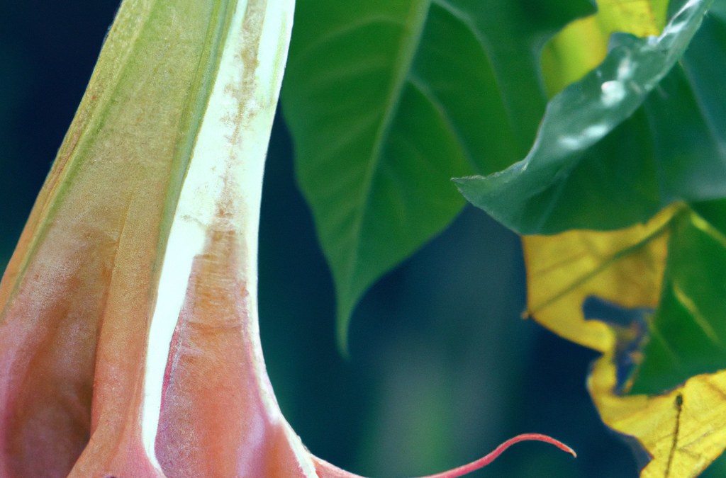Brugmansia: Guida 2026 alla Coltivazione e Cura