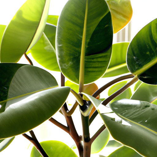 Ficus elastica: Tutto quello che devi sapere 1 Ficus elastica: Tutto quello che devi sapere