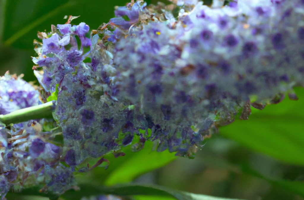 Ceanothus: tutto quello che devi sapere