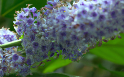 Ceanothus: tutto quello che devi sapere