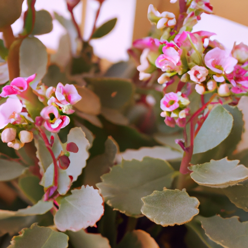 Kalanchoe: tutto quello che devi sapere