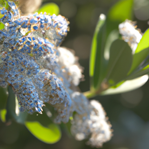 Ceanothus: tutto quello che devi sapere