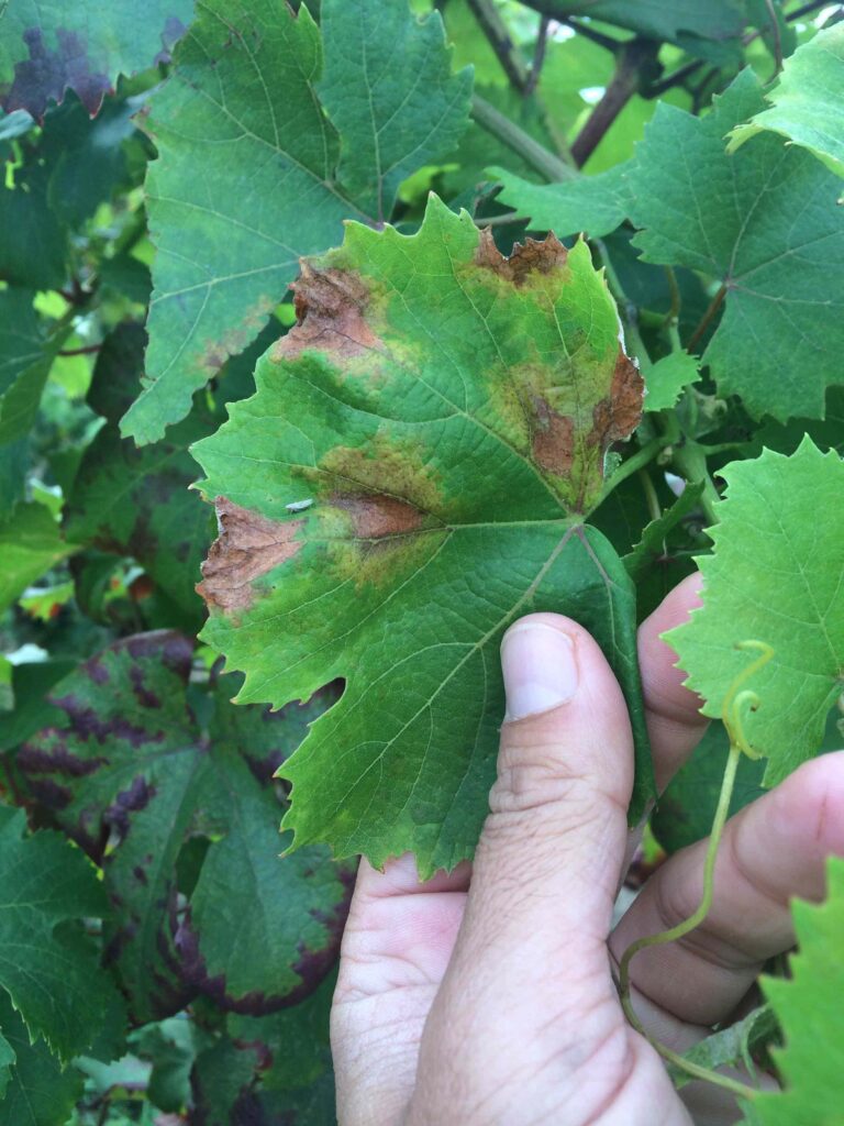 Peronospora