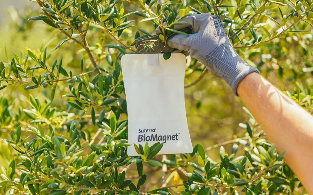 Bio Magnet Oro: la nuova soluzione per la Mosca dell’Olivo