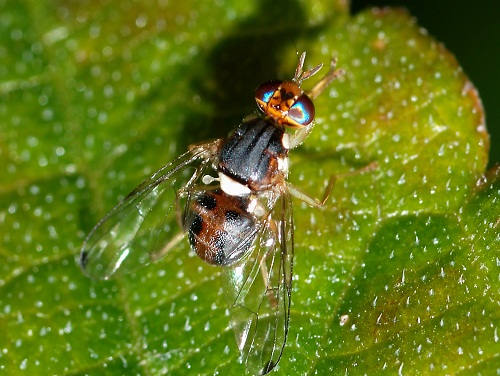 La Mosca dell’Olivo: l’importanza del Monitoraggio