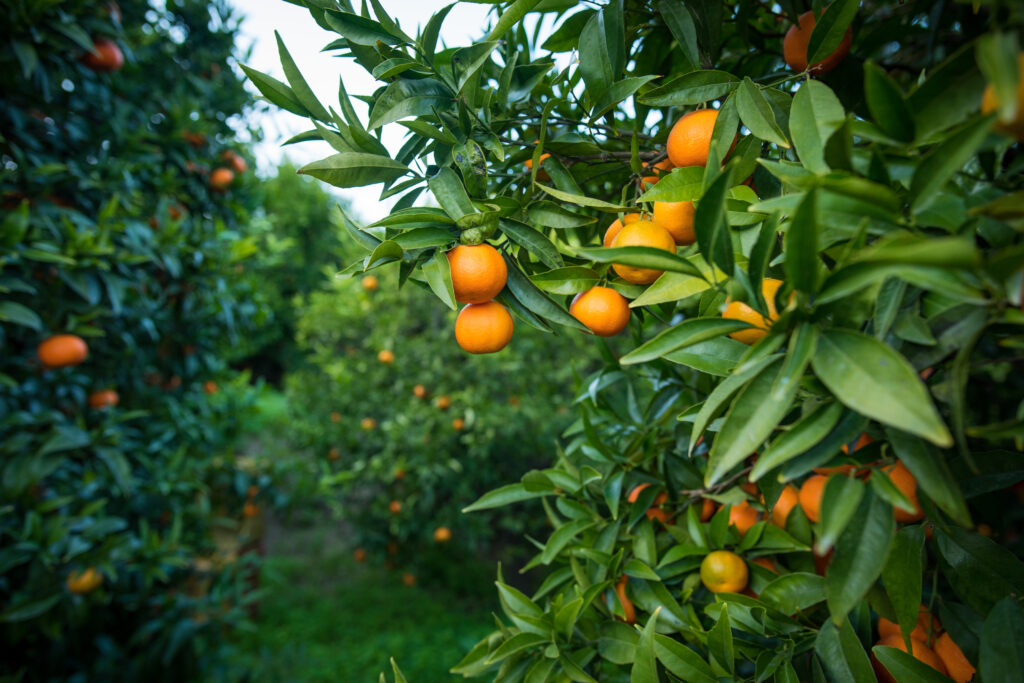 Clementine: Dove acquistare la miglior qualità nel 2024/25 Clementine: Dove acquistare la miglior qualità nel 2024/25