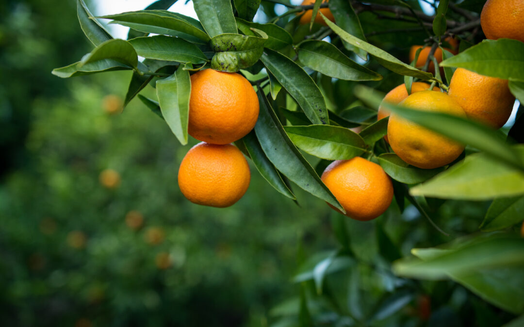 Clementine: Dove acquistare la miglior qualità nel 2024/25