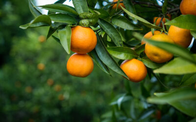 Clementine: Dove acquistare la miglior qualità nel 2024/25