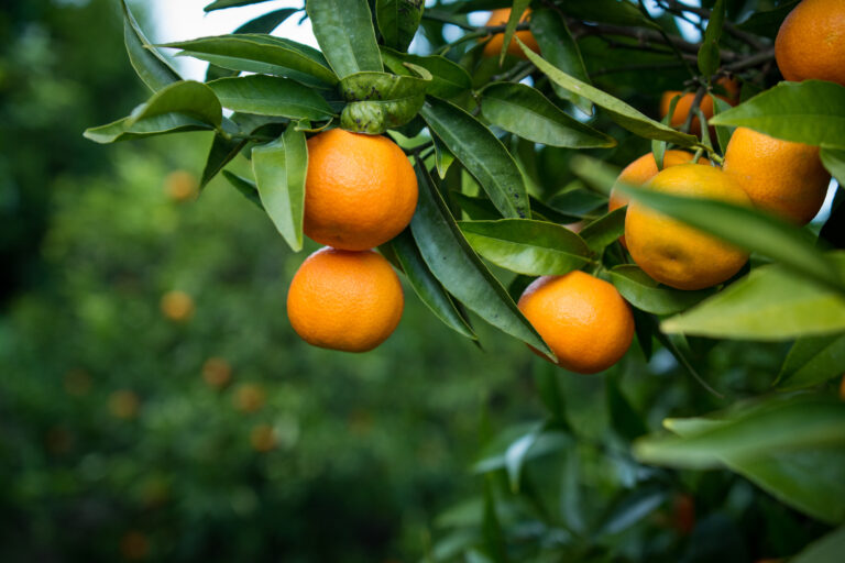 0169Minisci Campagna Clementine 2017 © Gabriele Tolisano Photography