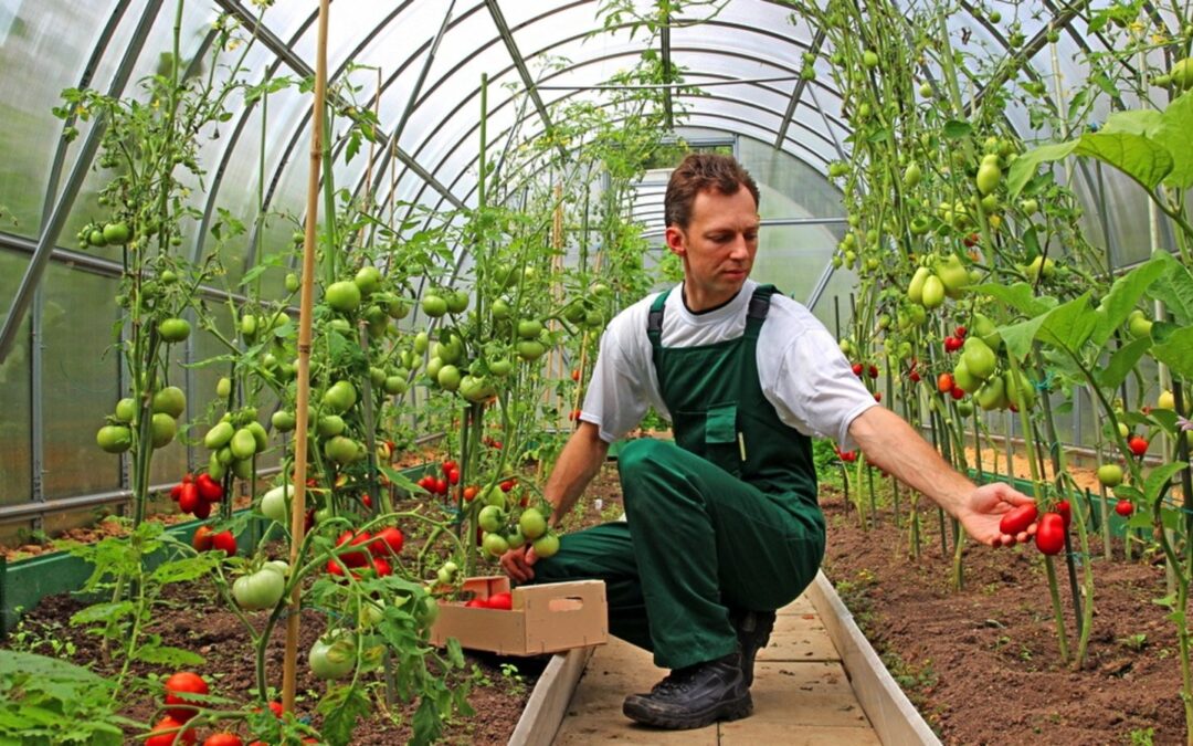 Agricoltura Biologica vs Convenzionale: Cosa ci raccontano 40 anni di ricerca