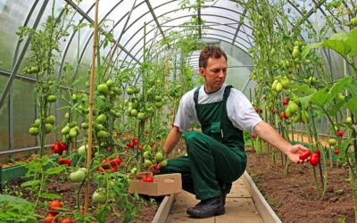 Agricoltura Biologica vs Convenzionale: Cosa ci raccontano 40 anni di ricerca