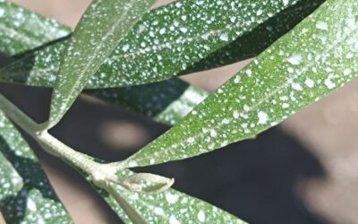 L’Utilizzo del Caolino SKL in Agricoltura: Un Alleato Naturale per le Colture