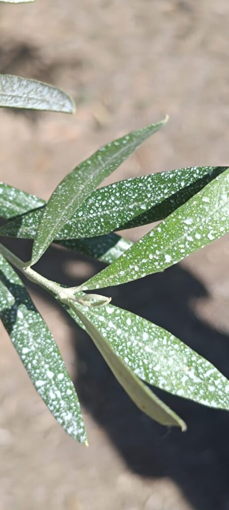 L'Utilizzo del Caolino SKL in Agricoltura: Un Alleato Naturale per le Colture 6 L’Utilizzo del Caolino SKL in Agricoltura: Un Alleato Naturale per le Colture
