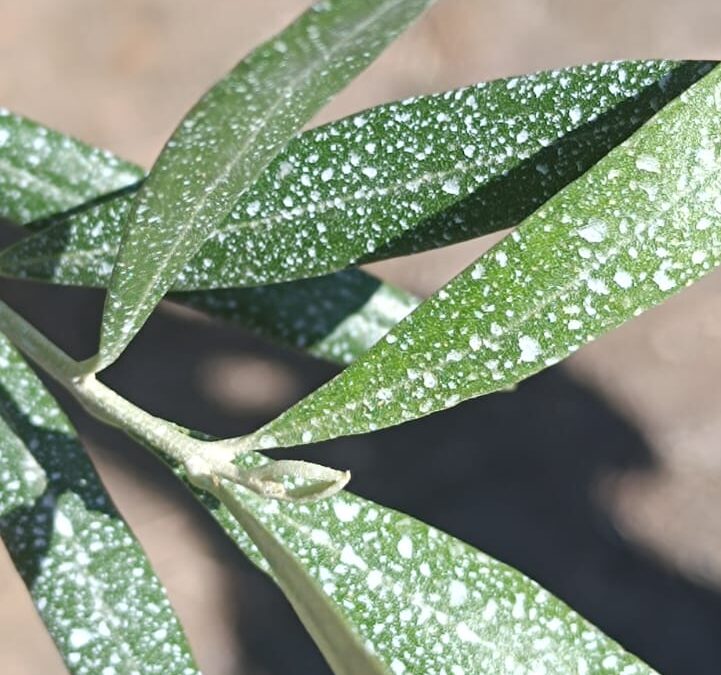 L’Utilizzo del Caolino SKL in Agricoltura: Un Alleato Naturale per le Colture