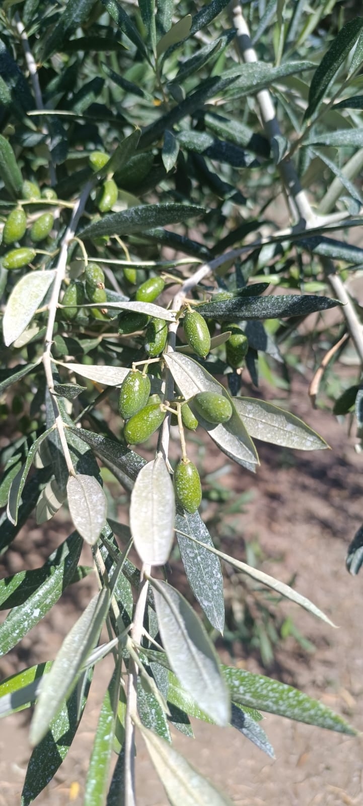 L'Utilizzo del Caolino SKL in Agricoltura: Un Alleato Naturale per le Colture 1 17