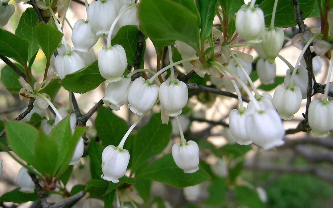 Coltivare l’Enkianthus perulatus: La Guida Completa