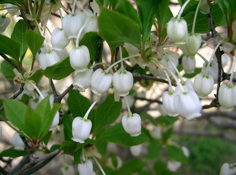1200px Enkianthus perulatus3