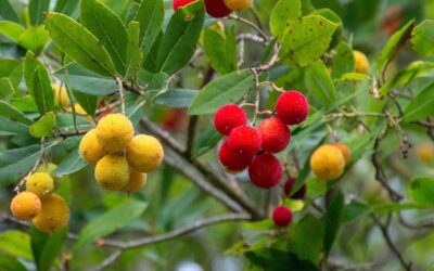 Arbutus: Guida Agronomica 2024