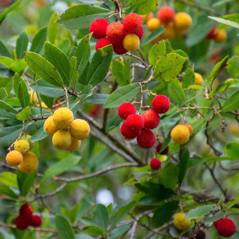 Arbutus Unedo Corbezzolo in varieta
