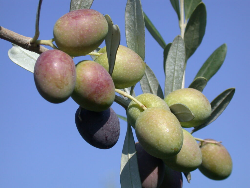Siccità e i Suoi Effetti sull'Olivicoltura e l'Olio d'Oliva 3 Siccità e i Suoi Effetti sull’Olivicoltura e l’Olio d’Oliva