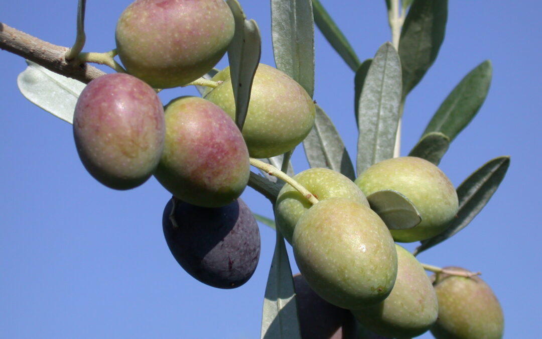Siccità e i Suoi Effetti sull’Olivicoltura e l’Olio d’Oliva