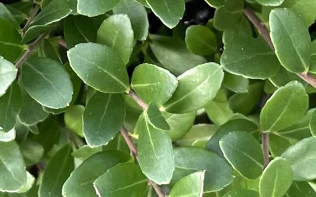 Come Coltivare l’Ilex crenata: Il Tasso Giapponese nel Tuo Giardino