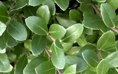 Come Coltivare l’Ilex crenata: Il Tasso Giapponese nel Tuo Giardino