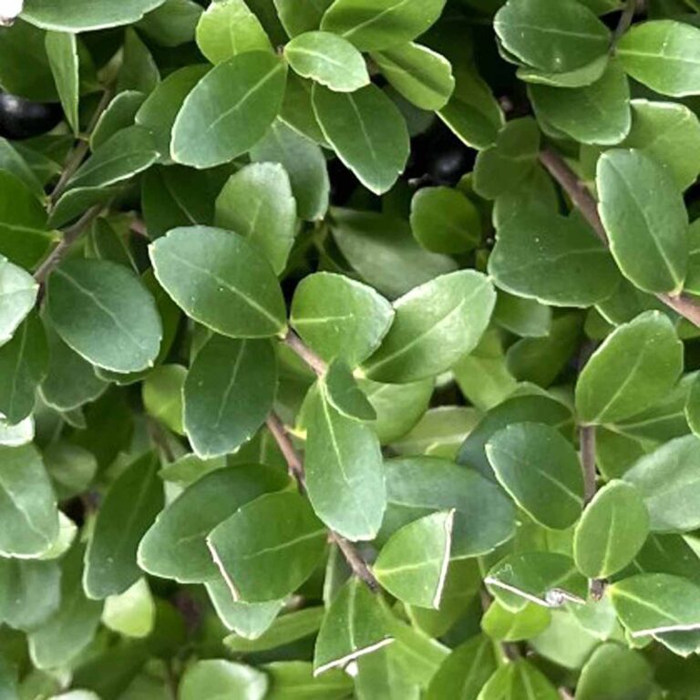 Ilex Crenata Dark Green