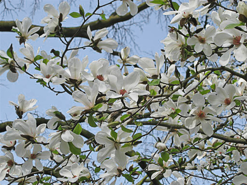 Magnolia Kobus: Una Guida Completa alla Coltivazione