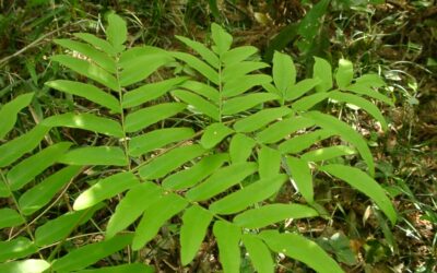 Osmunda japonica: Come Coltivare la Felce Reale Giapponese