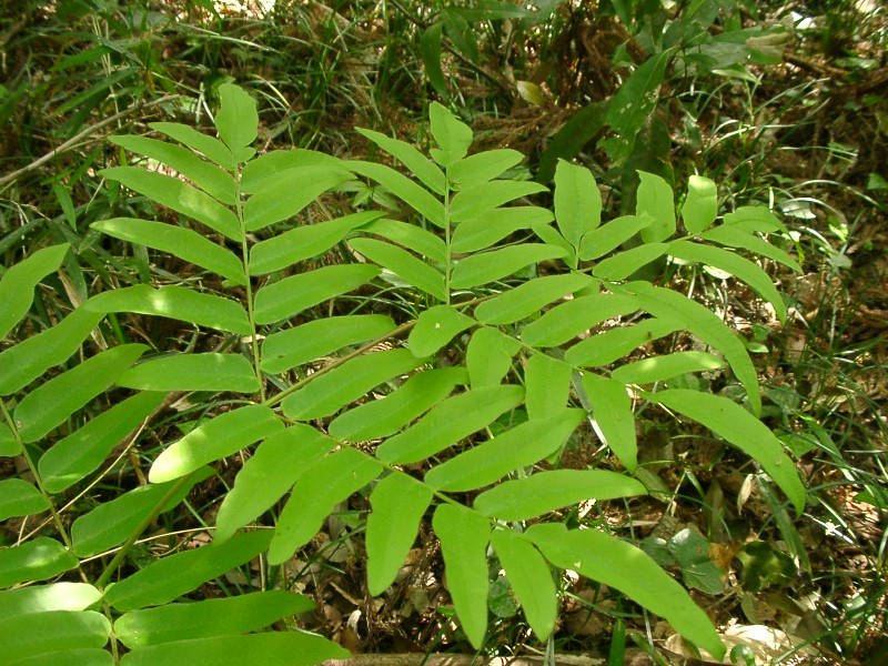 Osmunda japonica: Come Coltivare la Felce Reale Giapponese