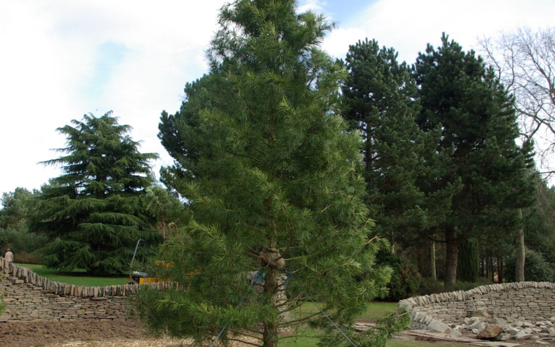 Sciadopitys verticillata: Come Coltivare la Pino Ombrello Giapponese