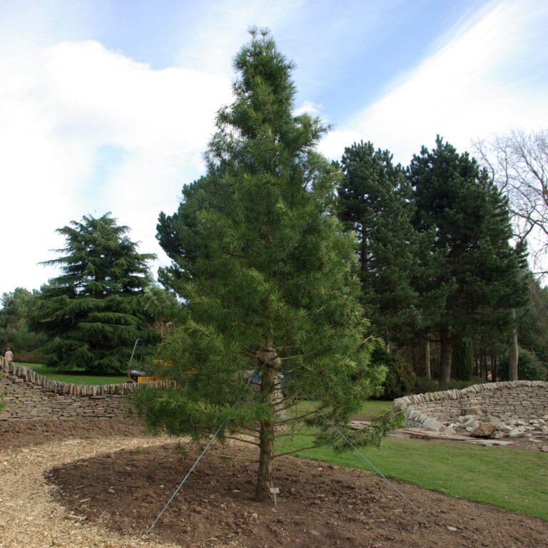 Sciadopitys verticillata 1 2