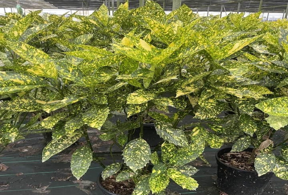 Aucuba japonica: Come Coltivare la Pianta del Paradiso Giapponese