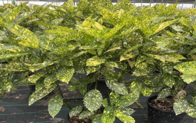 Aucuba japonica: Come Coltivare la Pianta del Paradiso Giapponese