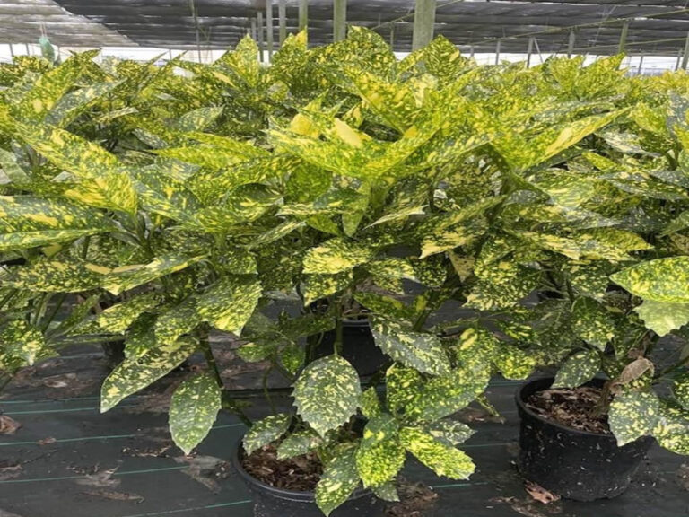 aucuba crotonifolia golden king