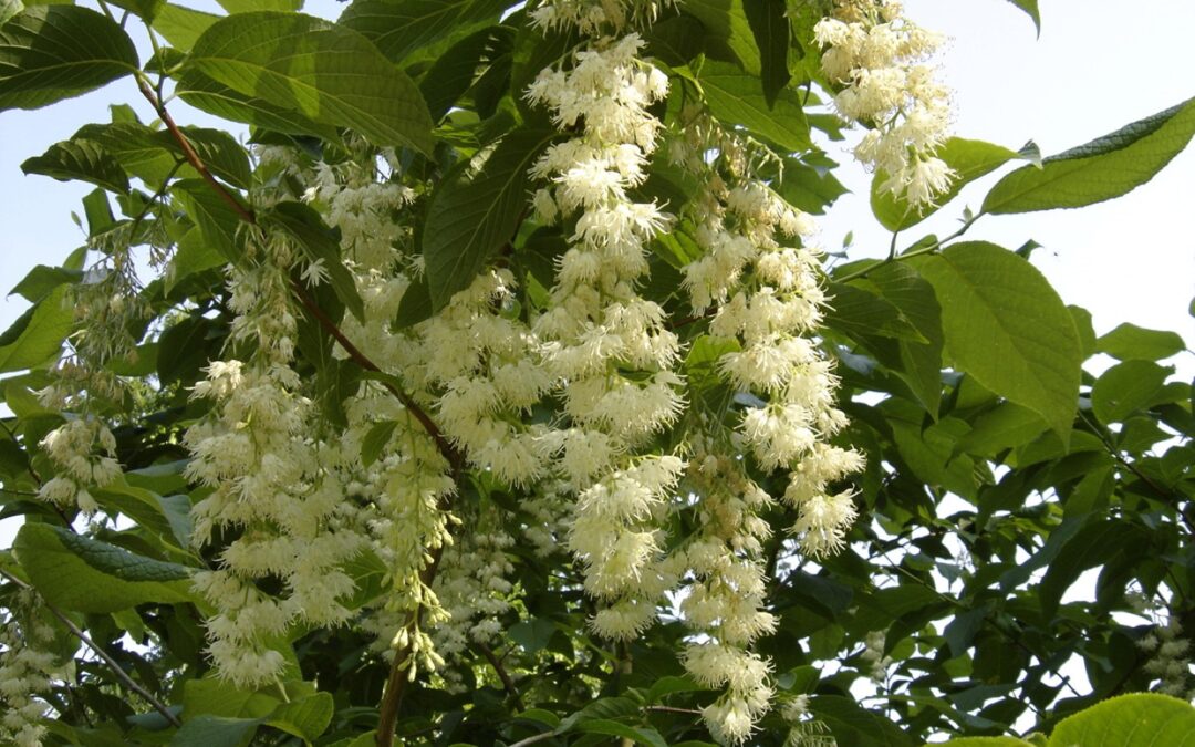 Pterostyrax hispidus: La Guida Definitiva alla Coltivazione