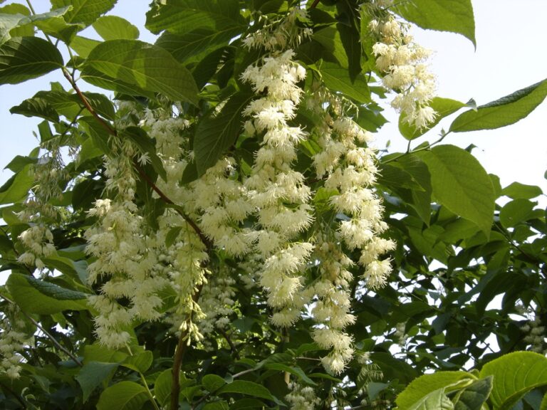 pterostyrax hispida