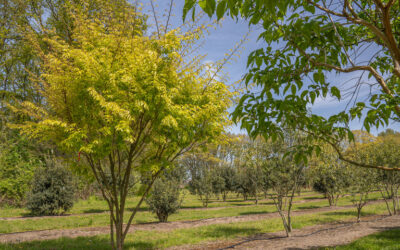 Coltivare la Zelkova serrata: L’Olmo Giapponese per il Tuo Giardino