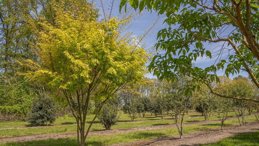 Coltivare la Zelkova serrata: L’Olmo Giapponese per il Tuo Giardino